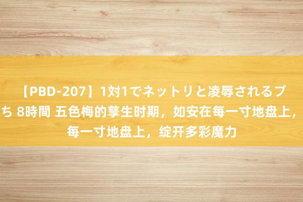 【PBD-207】1対1でネットリと凌辱されるプレミア女優たち 8時間 五色梅的孳生时期，如安在每一寸地盘上，绽开多彩魔力