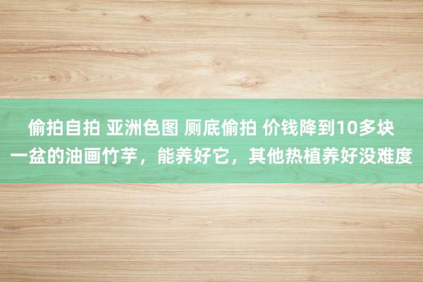 偷拍自拍 亚洲色图 厕底偷拍 价钱降到10多块一盆的油画竹芋，能养好它，其他热植养好没难度